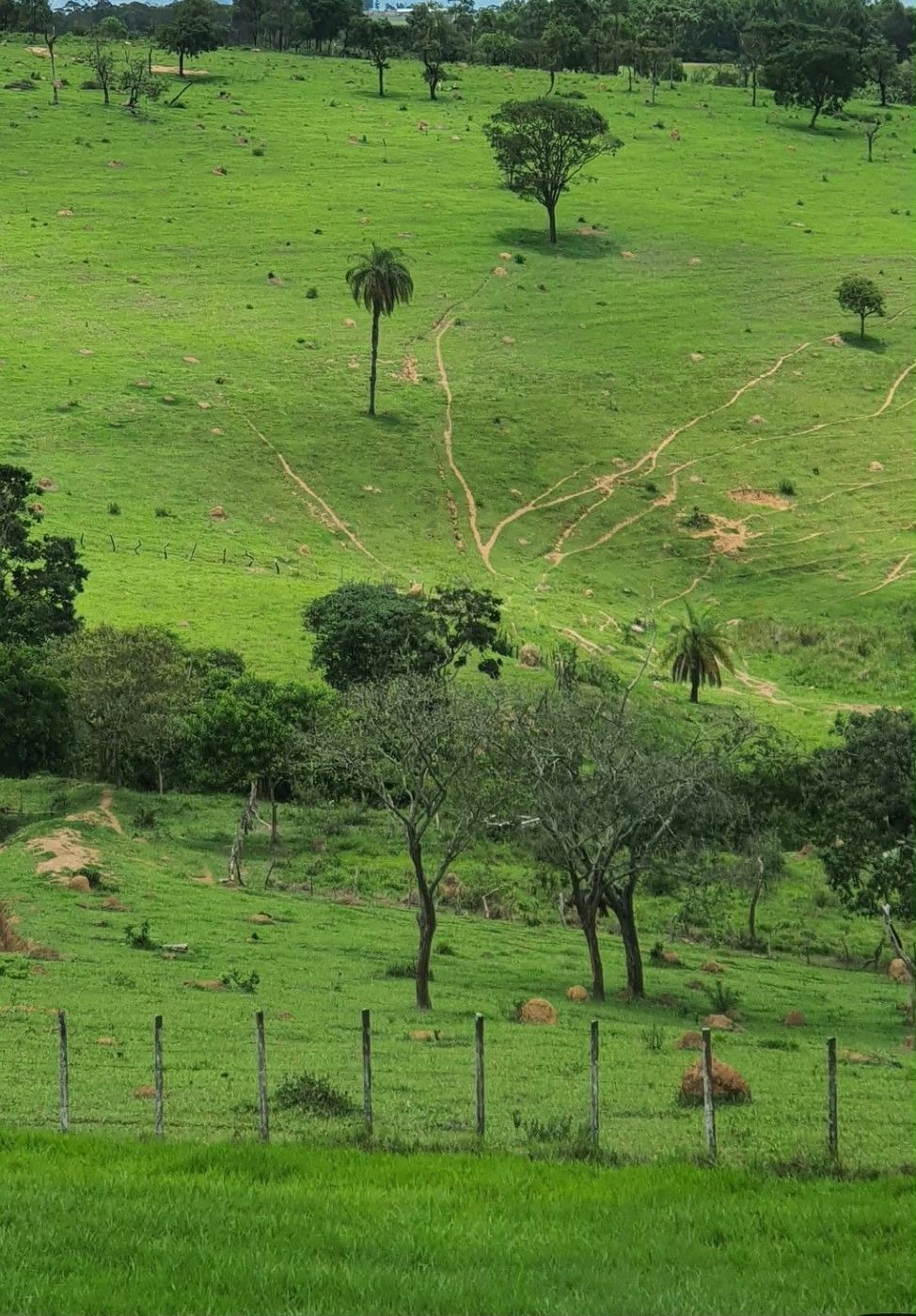Área de pasto do terreno